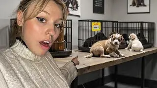 Ce que J’ai Découvert En m’infiltrant dans un Salon du Chiot ( je suis choqué.. )