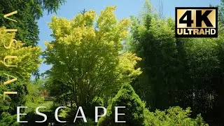 Japanese Garden in 4K - With Zen Nature Sounds for Relaxation