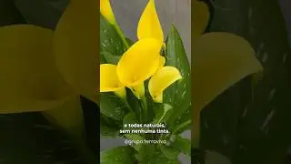 Calla ou Copo de Leite - Terra Viva. #calla #flores #coloridos #coleccion #jardim
