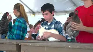Small Farm Poultry: Breeding