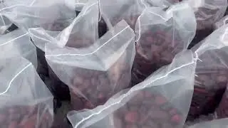 #pebbles #stone #landscape #garden #pebblestone Yesterday was red, today is red+white+black, line up