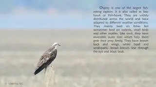 Osprey