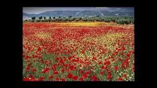 Pierangelo Bertoli - Rosso colore