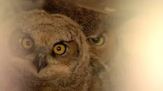 Liberty Wildlife