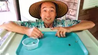 BUG DETECTIVE