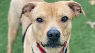 Adopt Atlas