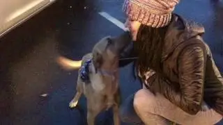 Pittsburgh aviation animal rescue team
