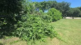 The Trim Standard Professional fence clearing 