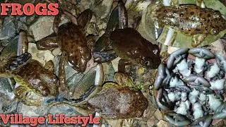 Village Lifestyle Catching Frogs Part 2 🐸🐸🐸//Northeast//Nagaland//India