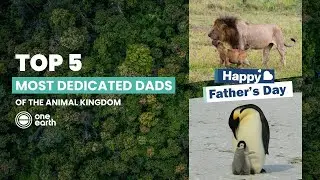 One Earth | Top 6 Most Dedicated Dads of the Animal Kingdom | One Earth