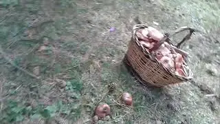 Lactarius deliciosus