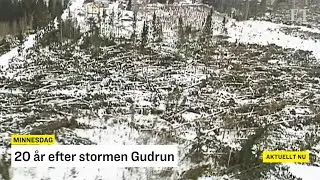 20 år efter Gudrun – Stormen som förändrade Sverige