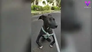 Dos perros discapacitados son mejores amigos | Emotivos