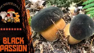 BLACK PASSION boletus aereus