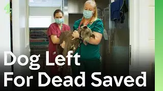 Left for Dead: How This Abandoned Dog Fought for His Life | The Dog House 🐶