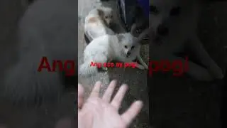 ang aso ay  pogi