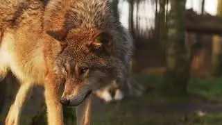 #wolf wilf life #wildlifephotography