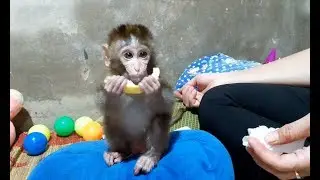 Monkey Lu Eat Pear Very Lovely
