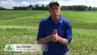 Post-Emerge Weed Control in Soybeans