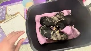 Glimmer's X Litter 2 Weeks Old