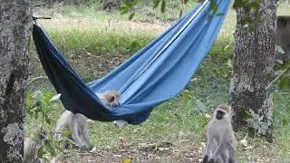 Vervet Monkeys playing in a hammock