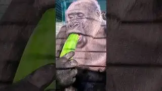 This lovely lady is enjoying a huge cucumber! #gorilla #asmr #mukbang #eating