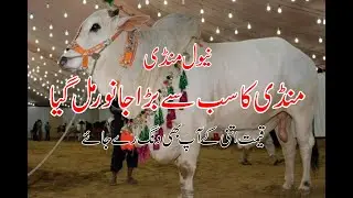 Mandi Ka Sab Se Bara Janwar Mil Gaya || Neval Mandi || Mandi 2023 || Digital Shine Vlogs