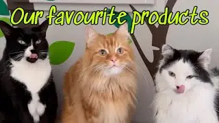 Our favourite cat stuff that we use daily.