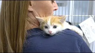 LifeLine Animal Project