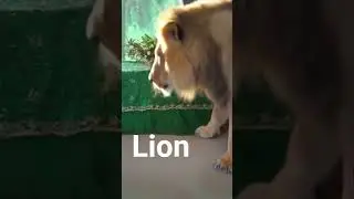 lion on table #lion #wildlife #animals