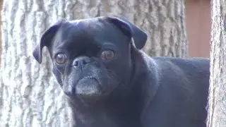 A Pug HORROR FILM~ Pug Haunted House Official Trailer