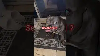 Я стараюсь не удариться хвостом, потому что это больно.