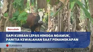 Dua Sapi Kurban Ngamuk! Surabaya dan Pangandaran Dihebohkan Aksi Sapi Lepas