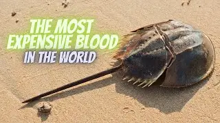 The Most Expensive Blood in the World: The Secret of Horseshoe Crabs!