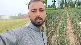 Lahsun ki New Type NARC G1 kasht kar ke Ek acre  se croron Ruppye kamene wallpaper pahle Pakistan