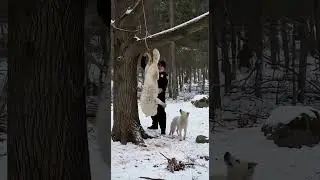 A Cry in the Snow Wolf Pup Leads Old Man to Trapped Mother. ANIMAL RESCUE
