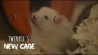 Living World Eco Habitat Cage | Cosmic Hamsters