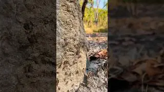 Hostile Takeover: Meat Ants Win 🐜 #outbackaustralia #wildlife #ants