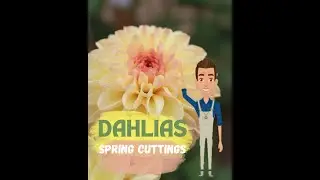 WAKING UP YOUR DAHLIAS FOR CUTTING - SPRING..ish!