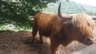 cascade de coo
