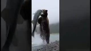 #shorts Brown bear catches and tosses giant fish at river's edge             #Bear #Fishing