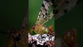 Скорпионовая муха - Летающие скорпионы.  Странный мир ухаживания насекомых.