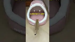 Owner Tried Everything &mdash; His Cats Still Kept Fighting #shorts