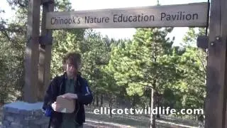 Bird Release