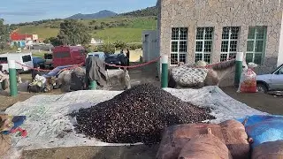 أحسن جولة في سوق الزيتون والخضروات والفواكه 