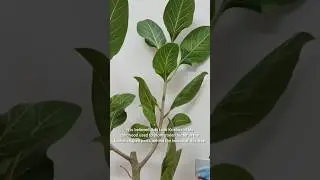 Ficus Krishne bonsai