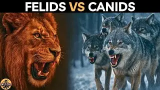 Felids DOMINATE Canids For One Simple Reason