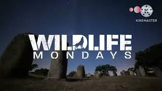 Global Trekker - Promo - WildLife Mondays - Wild Portugal - Monday Nights (2025 May)