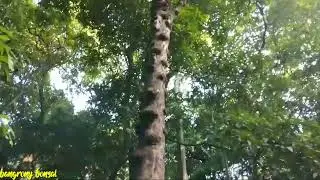 pohon angker di sumber air penawar@bangronybonsai2762