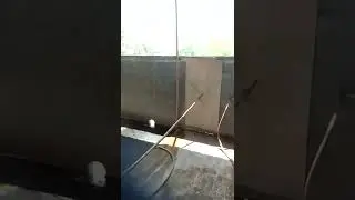 bersama hartono jaya karpet (fermatasi dr batang jagung) dan royo koyo farm
